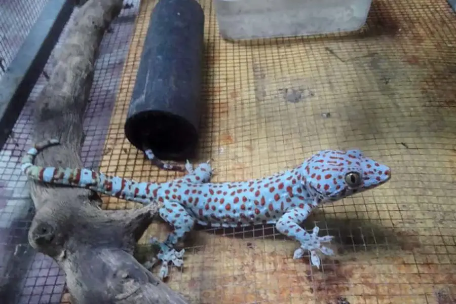 Anleitung zur Aufzucht kommerzieller Geckos (Tokay Gecko).